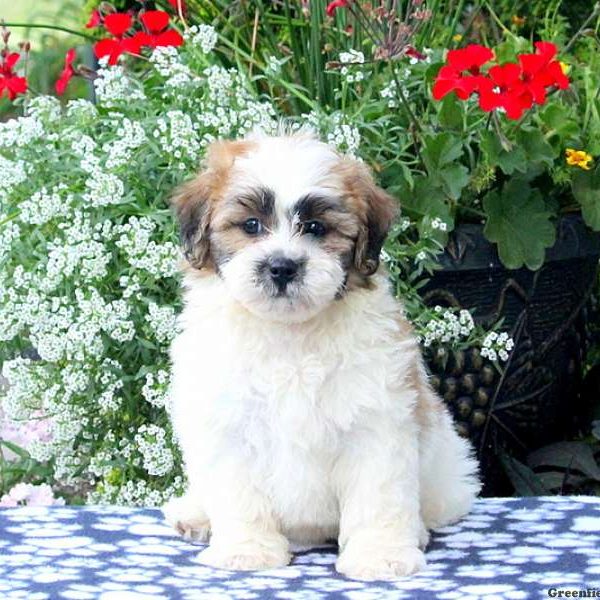 Aspen, Shichon / Teddy Bear Puppy