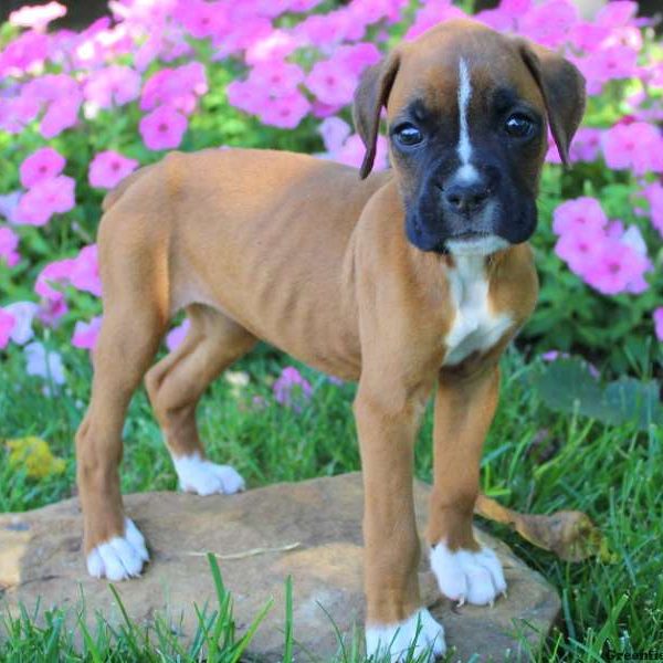 Aspen, Boxer Puppy