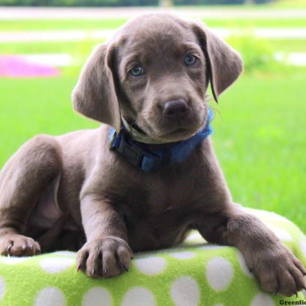 Aspen, Labrador Retriever-Silver Puppy