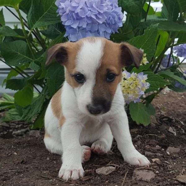 Aspen, Jack Russell Terrier Puppy