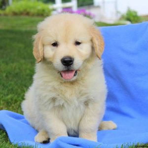 Aspen, Golden Retriever-English Cream Puppy