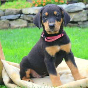 Aspen, Bernese Mountain Dog Mix Puppy