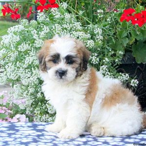 Aspen, Shichon / Teddy Bear Puppy