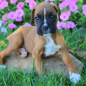 Aspen, Boxer Puppy