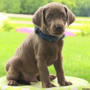 Aspen, Labrador Retriever-Silver Puppy