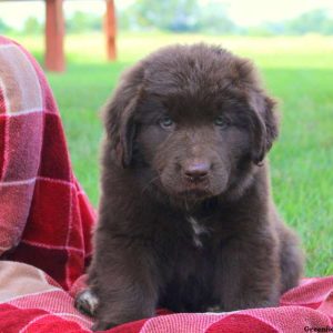 Astor – Miniature, Newfypoo Puppy