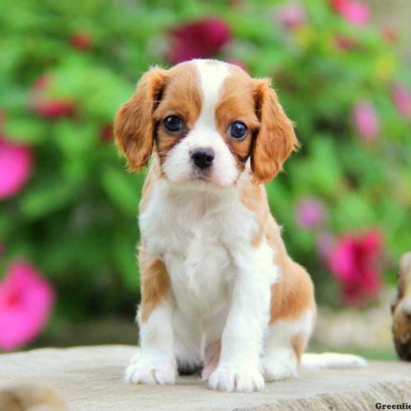 Atlas, Cavalier King Charles Spaniel Puppy