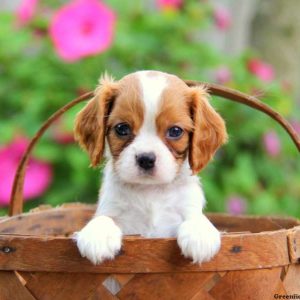 Atlas, Cavalier King Charles Spaniel Puppy