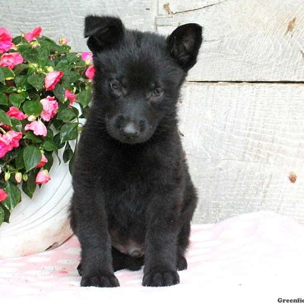 Atticus, German Shepherd Puppy