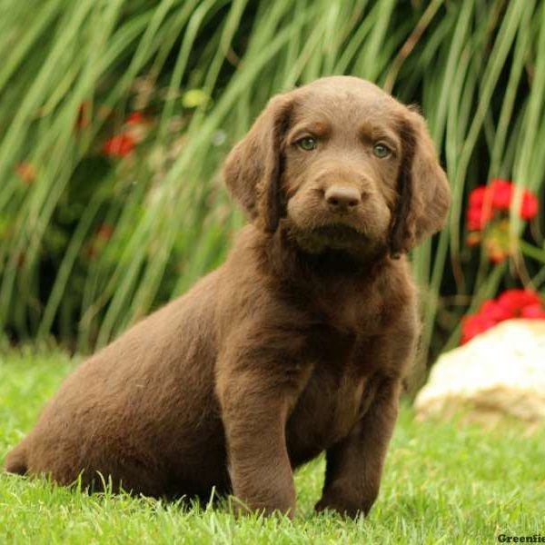 Atticus, Labradoodle Puppy