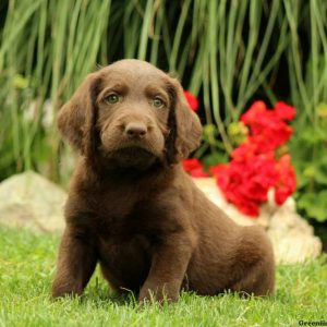 Atticus, Labradoodle Puppy