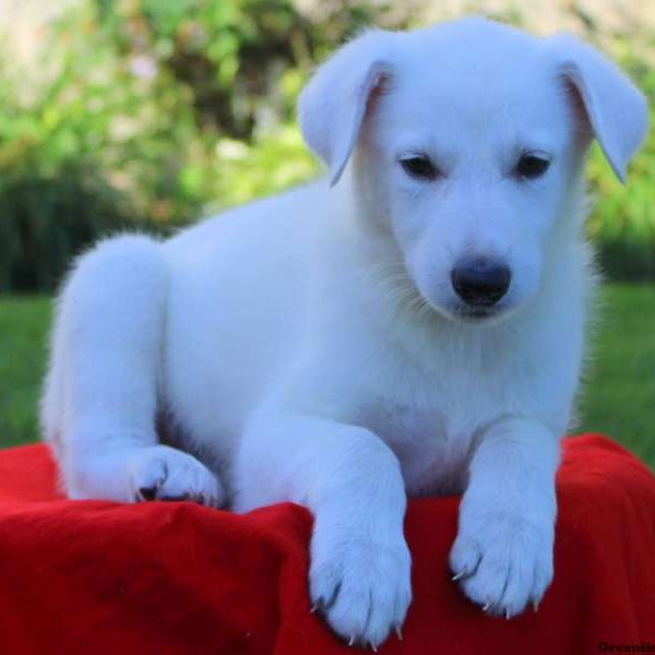 Audrey Renee, German Shepherd Puppy