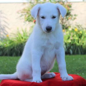 Audrey Renee, German Shepherd Puppy