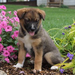 Australian Shepherd Mix