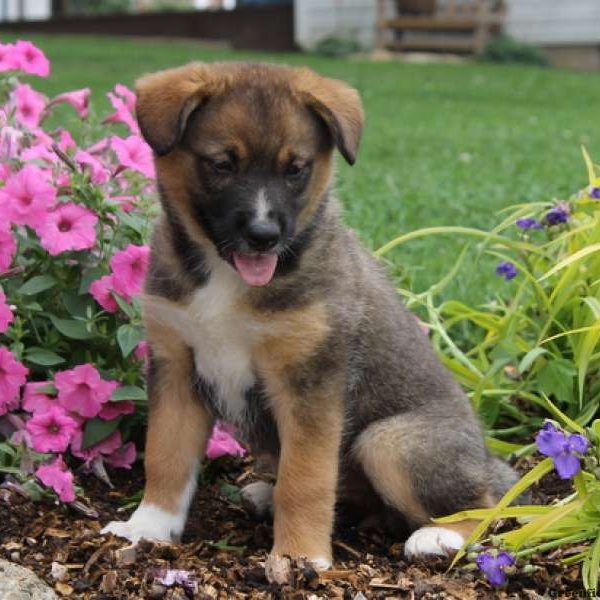 Australian Shepherd Mix