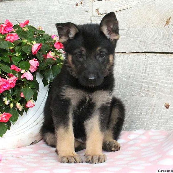 Austin, German Shepherd Puppy