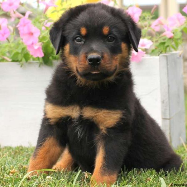 Austin, Rottweiler Puppy