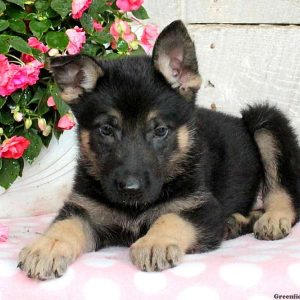 Austin, German Shepherd Puppy