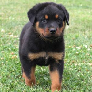 Austin, Rottweiler Puppy