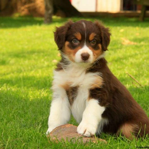 Australian Shepherd