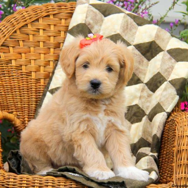 Autumn, Labradoodle-Miniature Puppy