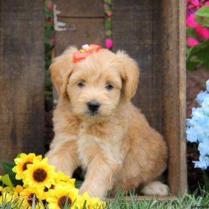 Autumn, Labradoodle-Miniature Puppy