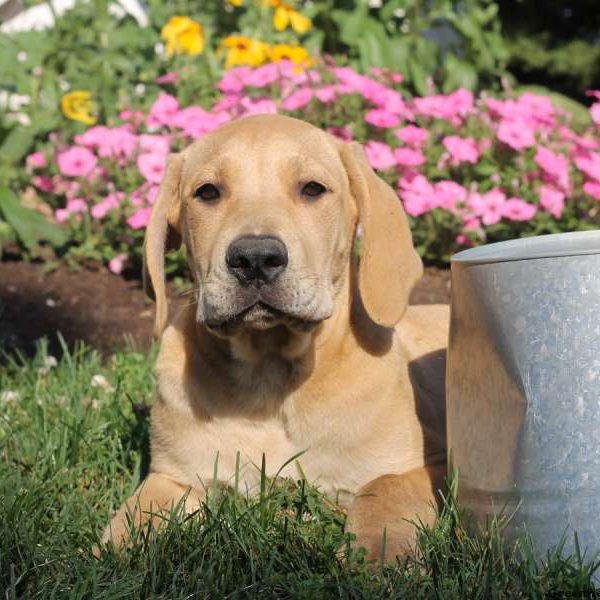 Ava, African Boerboel Puppy