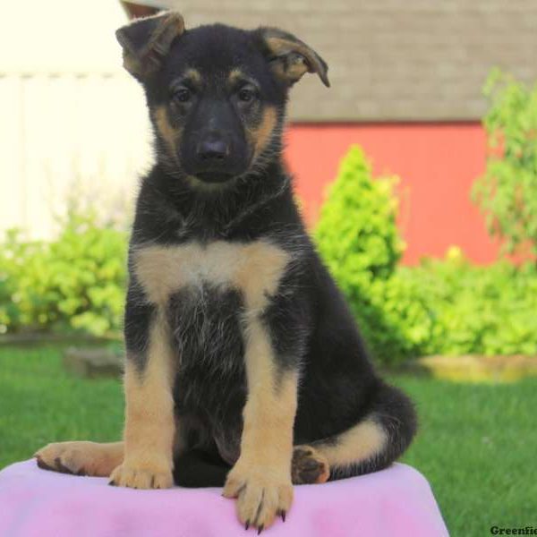 Ava, German Shepherd Puppy