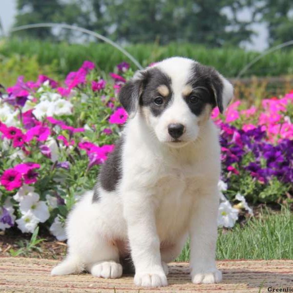 Ava, Great Pyrenees Mix Puppy