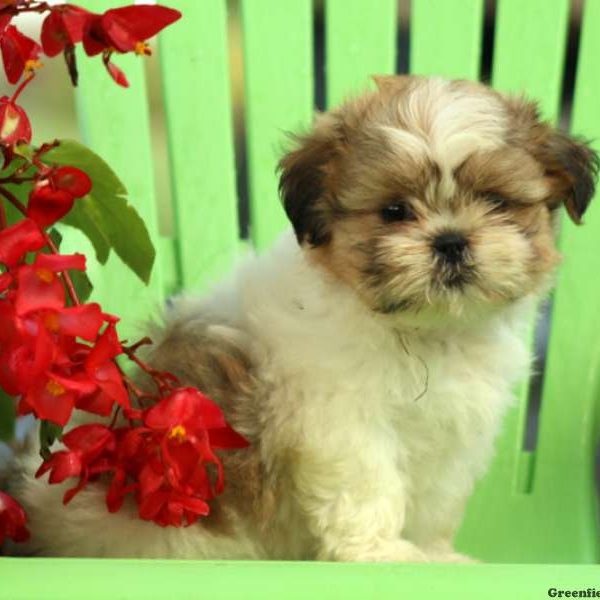 Ava, Shih Tzu Puppy