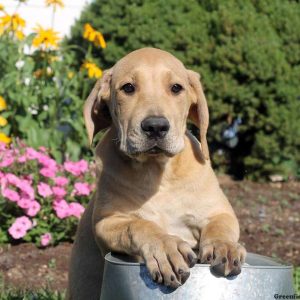 Ava, African Boerboel Puppy