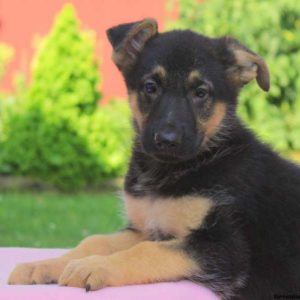 Ava, German Shepherd Puppy