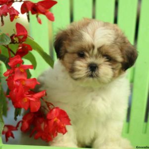 Ava, Shih Tzu Puppy