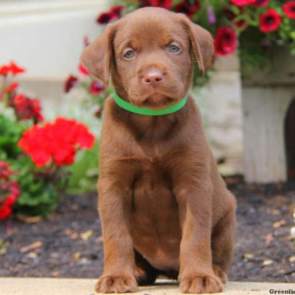 Avery, Labrador Retriever-Chocolate Puppy