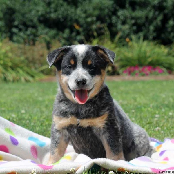 Avery, Blue Heeler – Australian Cattle Dog Puppy