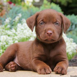 Avery, Labrador Retriever-Chocolate Puppy