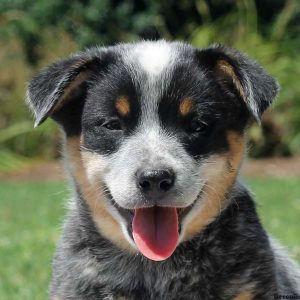 Avery, Blue Heeler – Australian Cattle Dog Puppy