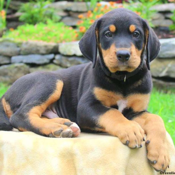 Axe, Bernese Mountain Dog Mix Puppy