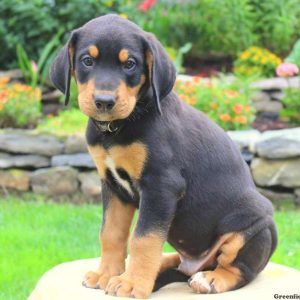 Axe, Bernese Mountain Dog Mix Puppy