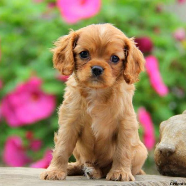 Axel, Cavalier King Charles Spaniel Puppy