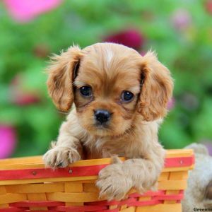 Axel, Cavalier King Charles Spaniel Puppy