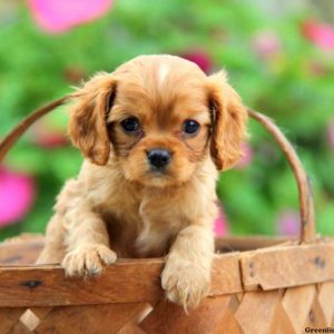 Axel, Cavalier King Charles Spaniel Puppy