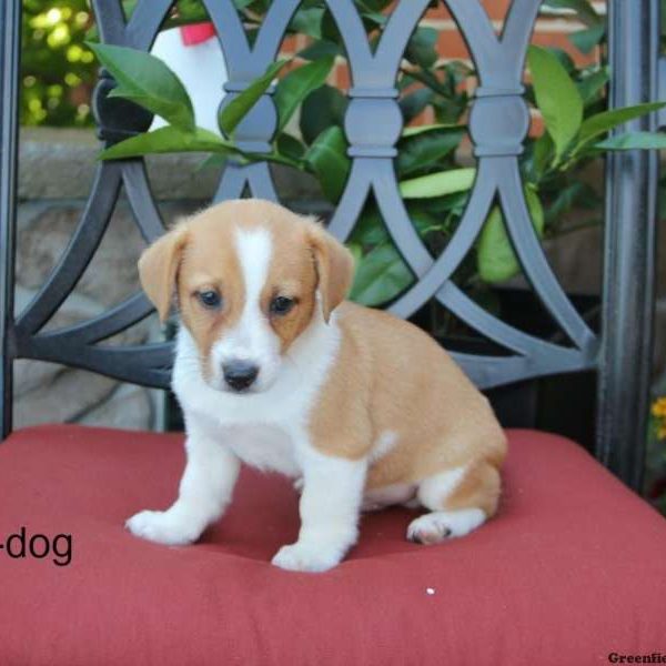 B-Dog, Pembroke Welsh Corgi Mix Puppy