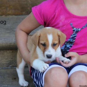 B-Dog, Pembroke Welsh Corgi Mix Puppy