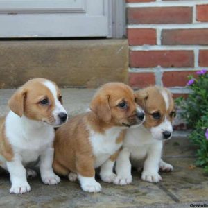 B-Dog, Pembroke Welsh Corgi Mix Puppy