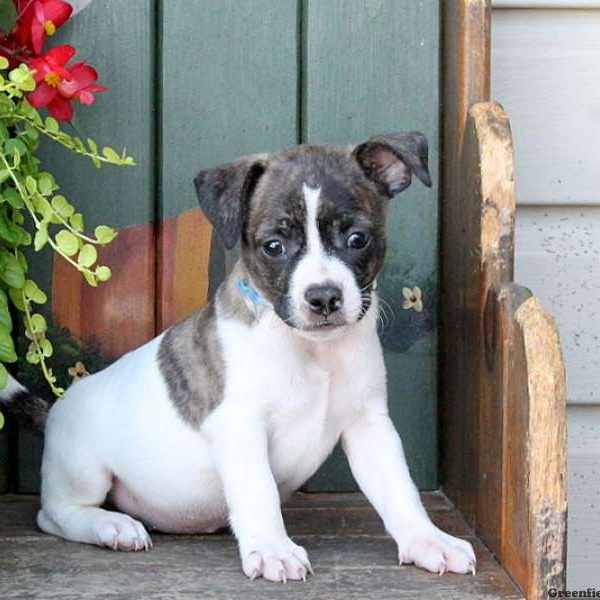 Baby, Boston Terrier Mix Puppy