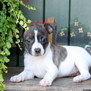 Baby, Boston Terrier Mix Puppy