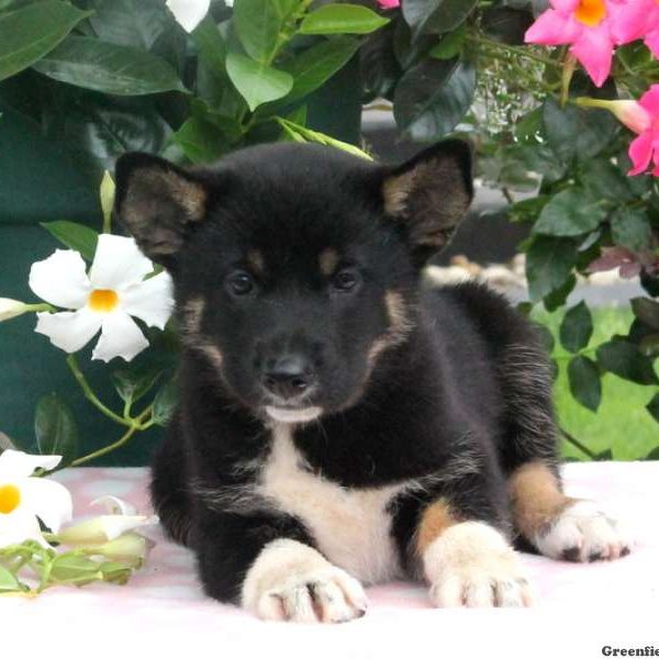 Bailey, Shiba Inu Mix Puppy