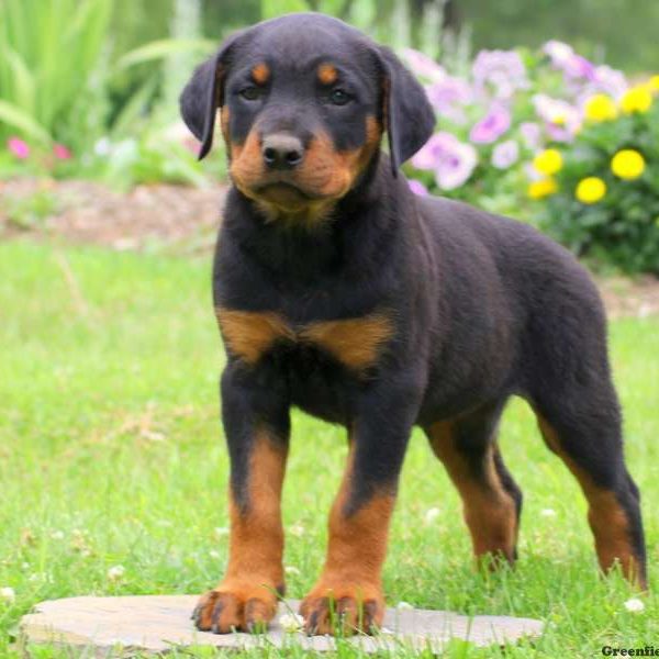Bailey, Rottweiler Puppy