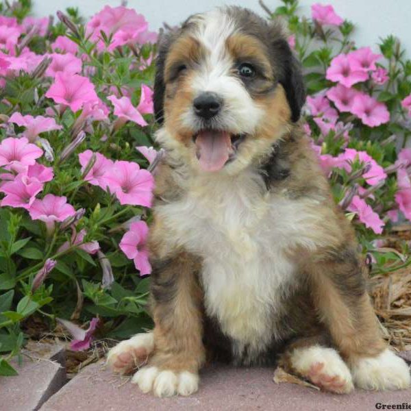 Bailey, Bernedoodle Puppy